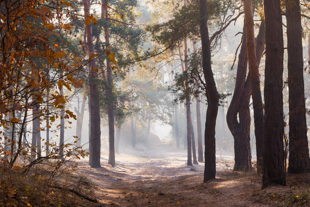 Фотографія В белом молочном тумане стоял околдованный лес / Галанзовская Оксана / photographers.ua