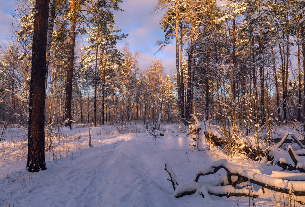 Фотографія В лучах рассвета зимний лес / Галанзовская Оксана / photographers.ua
