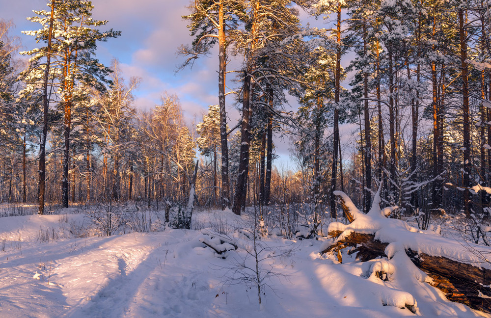 Фотографія Холодный лес просыпался / Галанзовская Оксана / photographers.ua