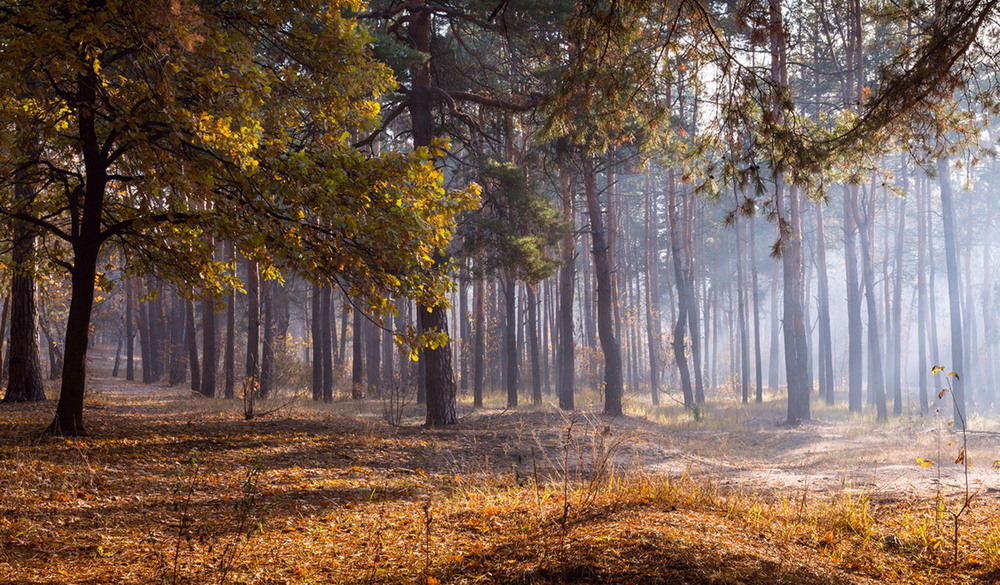 Фотографія Про світло, яке розтікається між дерев / Галанзовская Оксана / photographers.ua