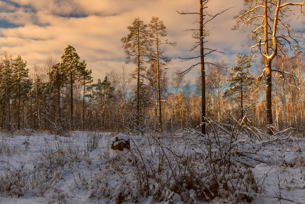 Фотографія Солнце проснулось, золотя верхушки деревьев / Галанзовская Оксана / photographers.ua