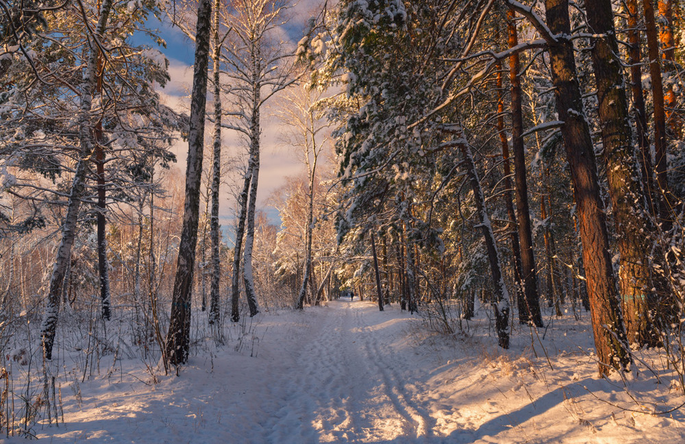 Фотографія Зимнее утро в лесу / Галанзовская Оксана / photographers.ua