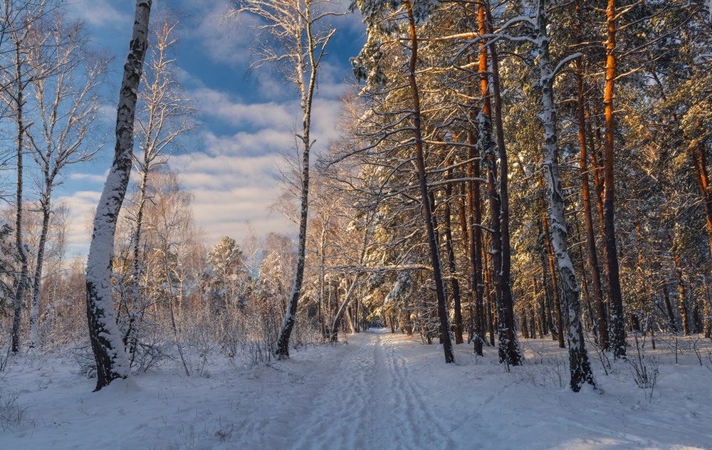 Фотографія Зимний лес в объятьях тишины / Галанзовская Оксана / photographers.ua