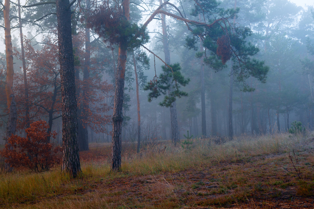 Фотографія Серый день раскрашенный туманом / Галанзовская Оксана / photographers.ua