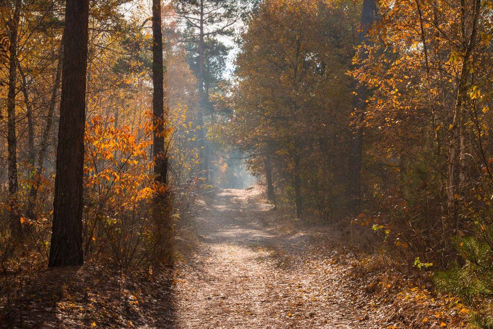 Фотографія Ранкове світло осіннього лісу / Галанзовская Оксана / photographers.ua