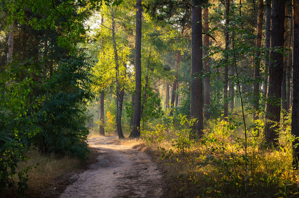 Фотографія Серпневий ранок у лісі / Галанзовская Оксана / photographers.ua