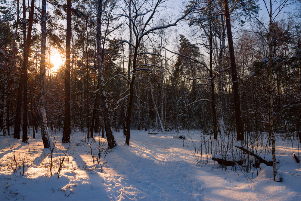 Фотографія Последние лучи упали в белый снег / Галанзовская Оксана / photographers.ua
