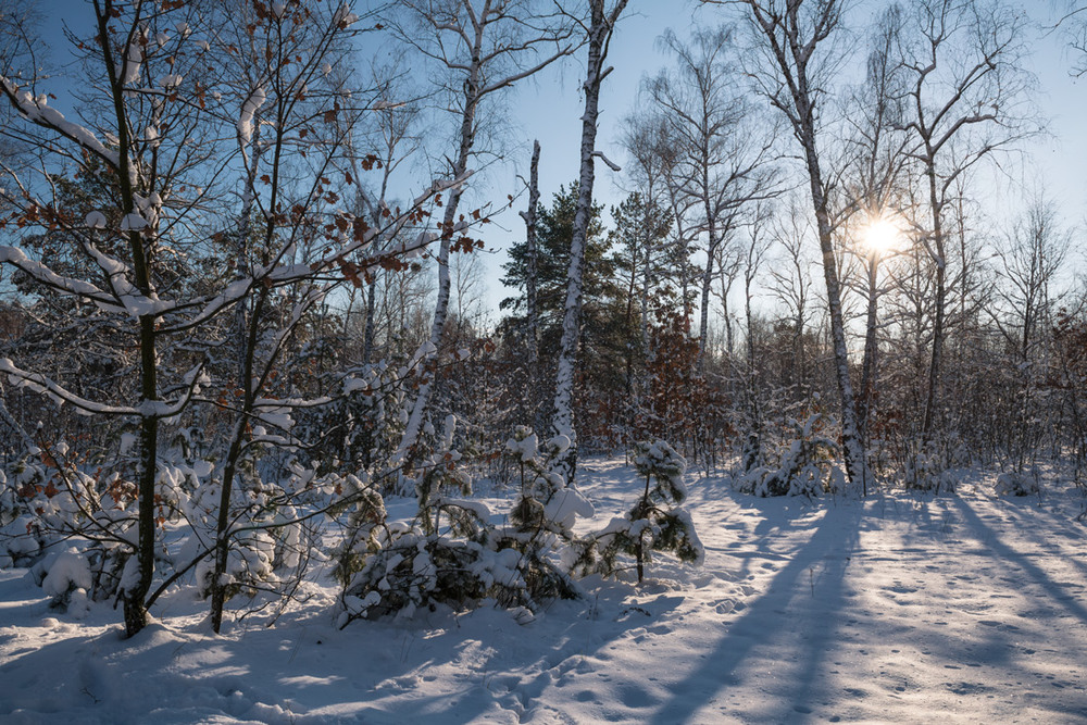 Фотографія Утро было солнечное, морозное / Галанзовская Оксана / photographers.ua
