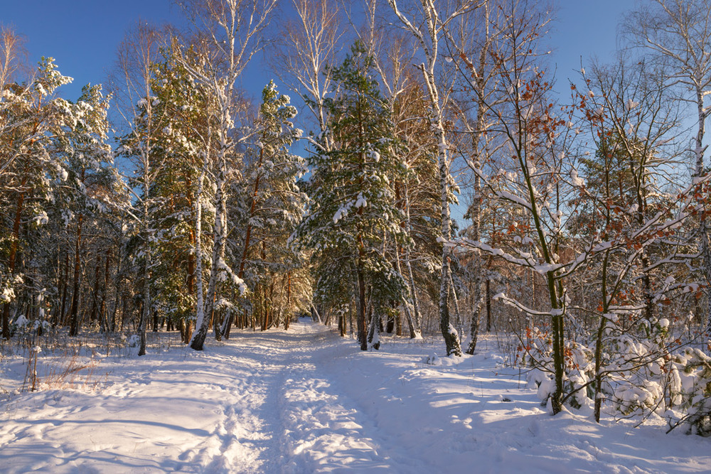 Фотографія В сияньи солнца зимний лес / Галанзовская Оксана / photographers.ua