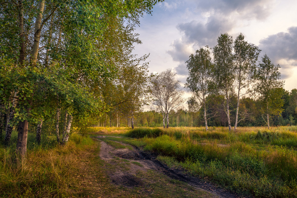 Фотографія Солнечный ветер листьями играет и томятся травы на лугу / Галанзовская Оксана / photographers.ua