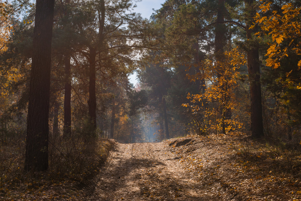 Фотографія Проснулся лес и сумрачные тени вдруг отступили / Галанзовская Оксана / photographers.ua