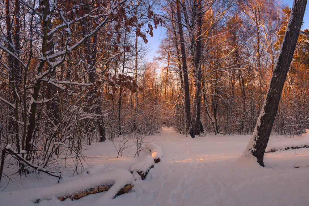 Фотографія Зимний вечер / Галанзовская Оксана / photographers.ua