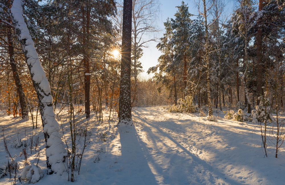 Фотографія Проснулся зимний лес / Галанзовская Оксана / photographers.ua