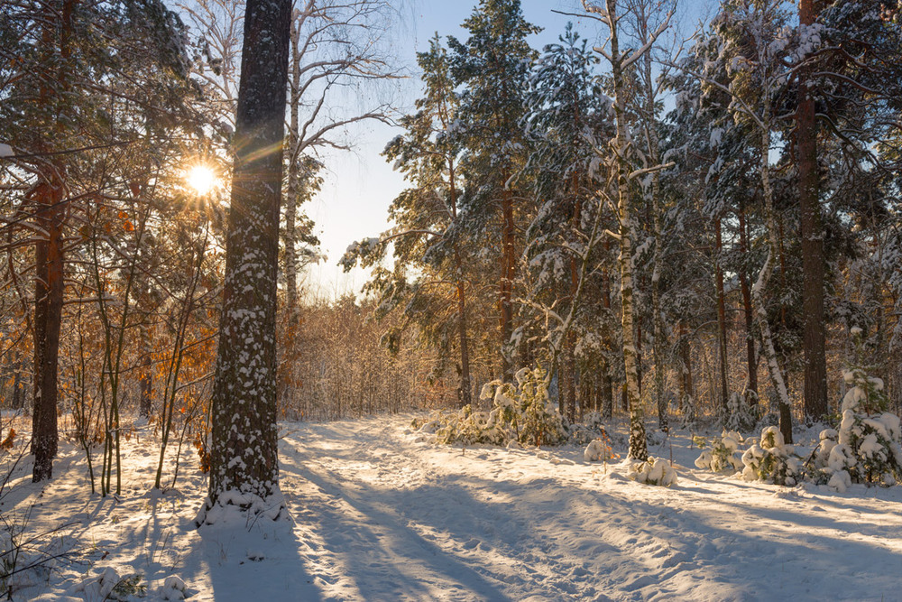 Фотографія В белый снег весь лес одет / Галанзовская Оксана / photographers.ua
