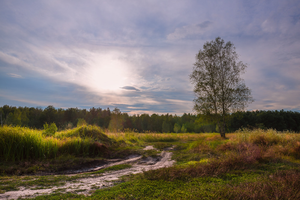 Фотографія День угасал и солнце садилось за лесом / Галанзовская Оксана / photographers.ua