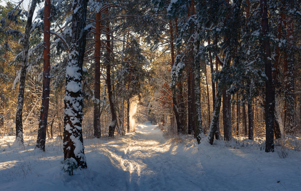 Фотографія Как будто феи колдовали в заснеженном лесу / Галанзовская Оксана / photographers.ua