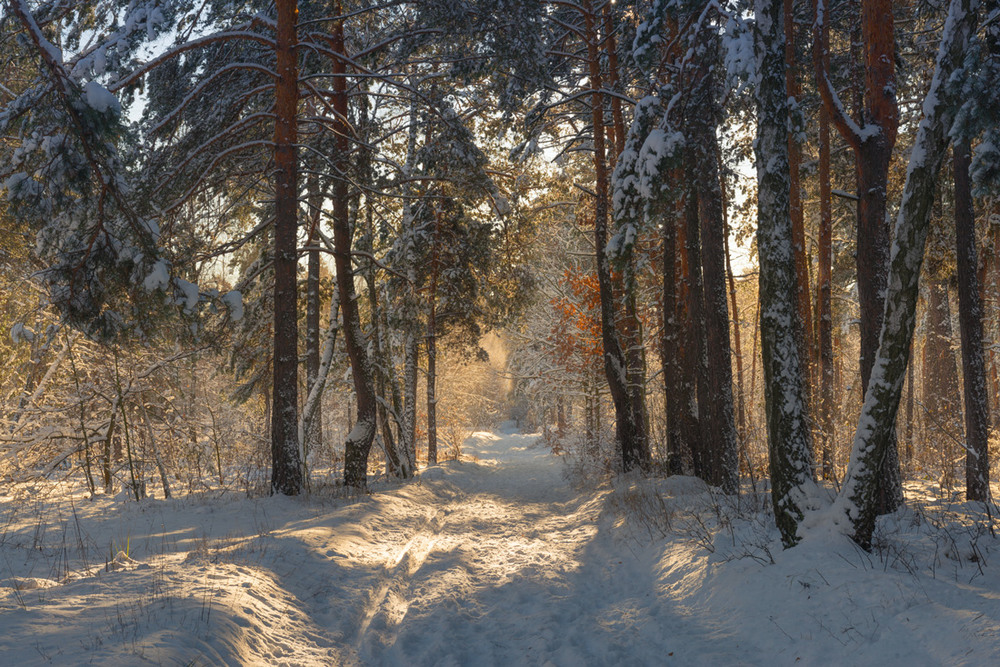 Фотографія Гуляет ветер в заснеженном лесу / Галанзовская Оксана / photographers.ua