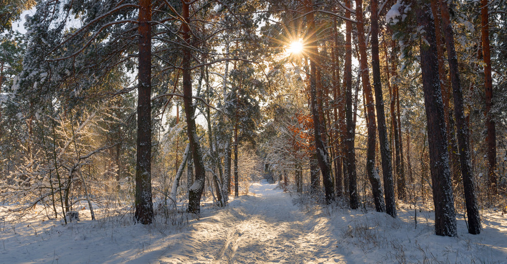 Фотографія Зима колдует по лесам / Галанзовская Оксана / photographers.ua