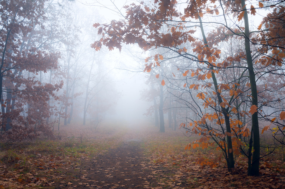 Фотографія Тонет лес в молочном тумане / Галанзовская Оксана / photographers.ua
