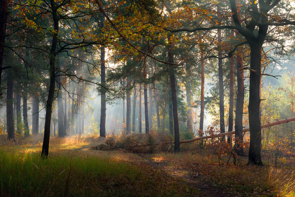 Фотографія В бесплотной дымке лес тонул / Галанзовская Оксана / photographers.ua