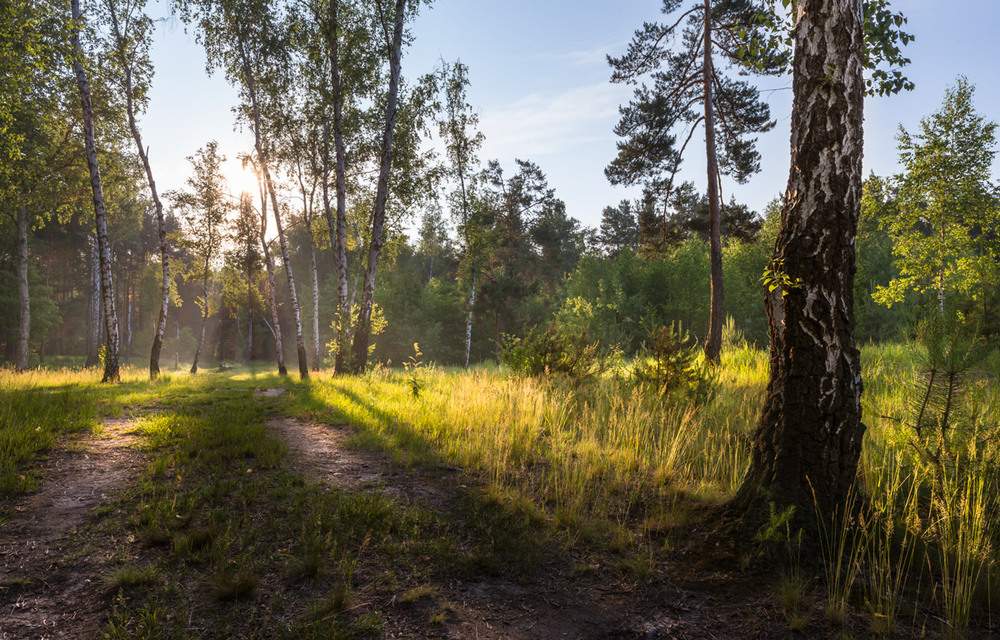 Фотографія Раннеее утро, солнце над лесом вставало / Галанзовская Оксана / photographers.ua