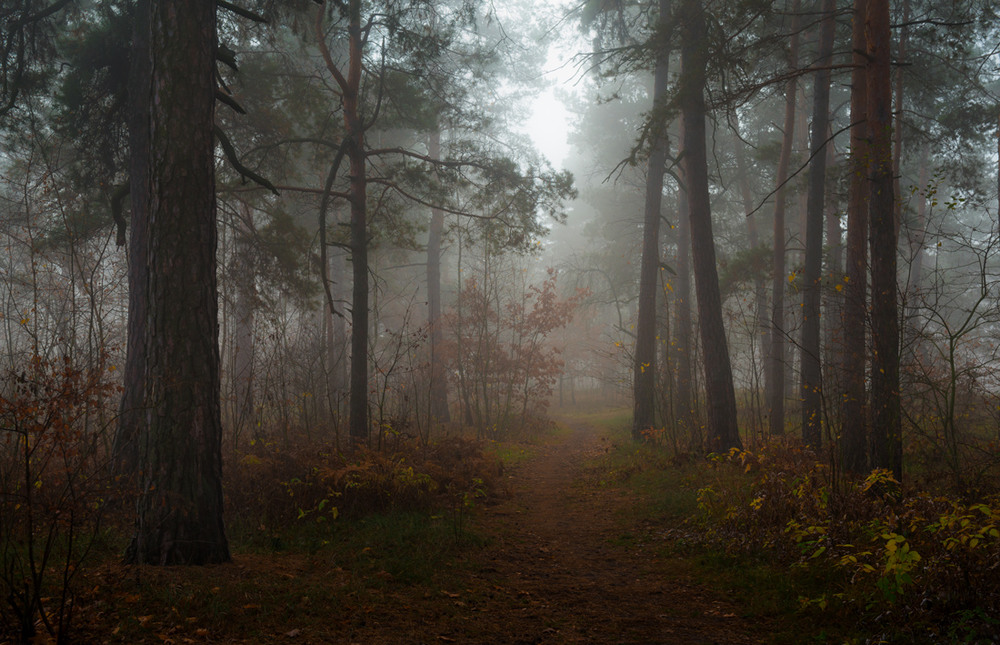 Фотографія Холодные туманы окутали леса / Галанзовская Оксана / photographers.ua