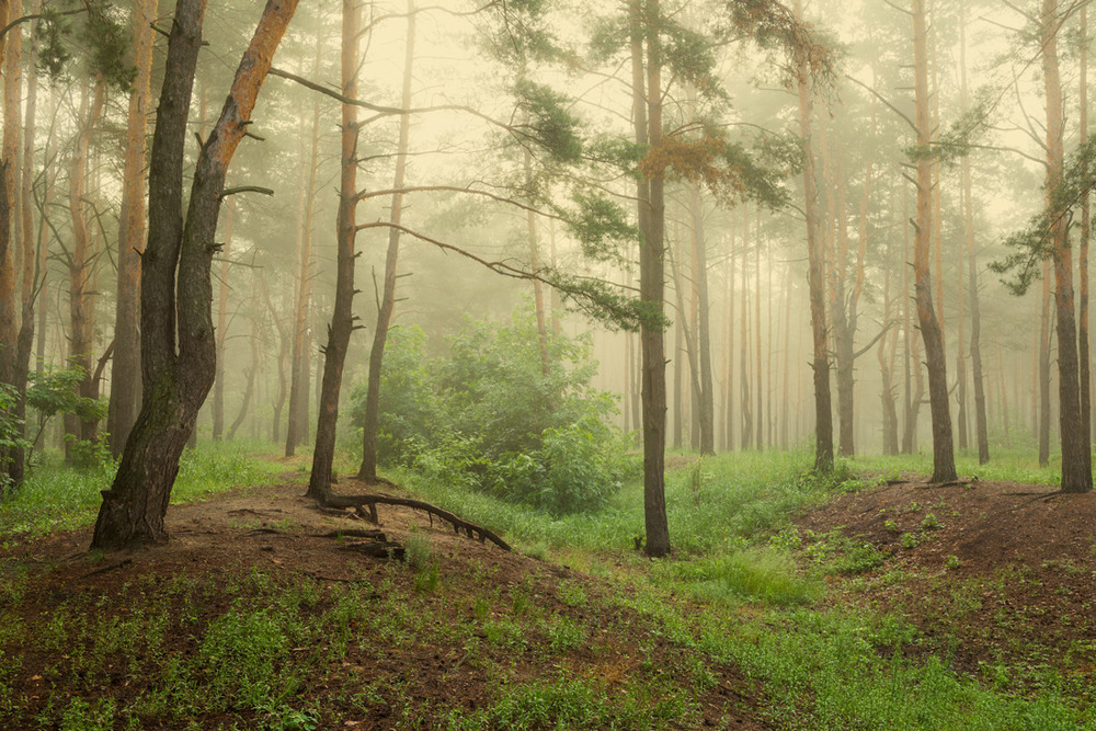 Фотографія Летний лес тумана полон / Галанзовская Оксана / photographers.ua