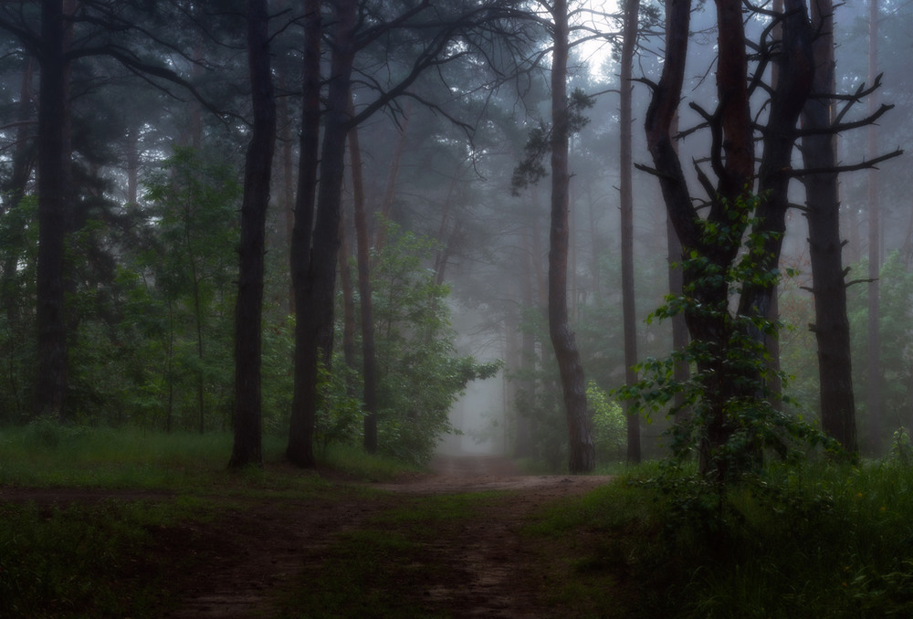 Фотографія Бродить лісом туман сірий / Галанзовская Оксана / photographers.ua
