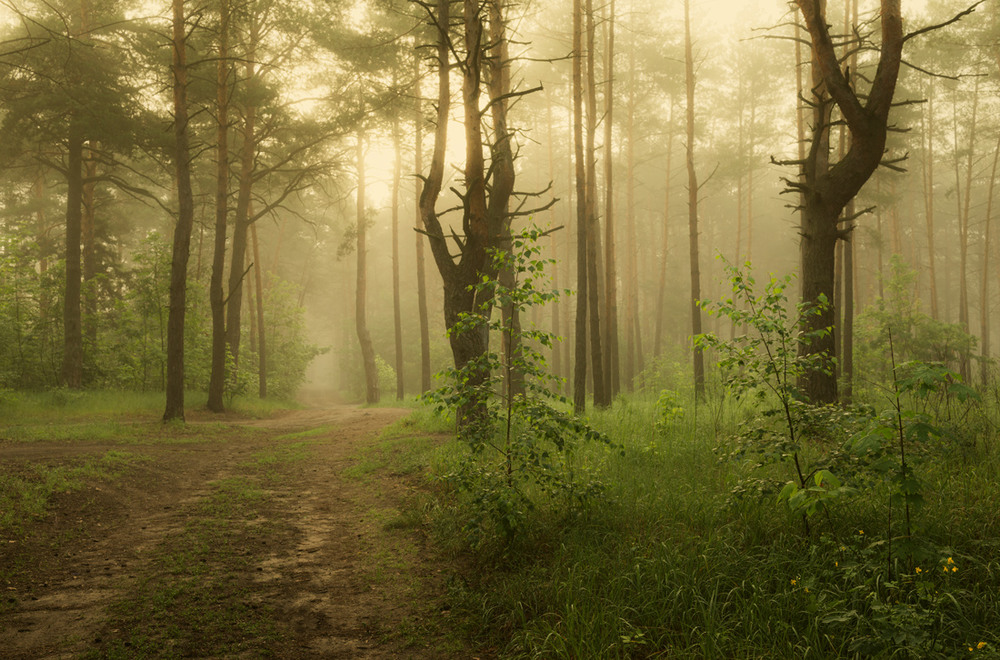 Фотографія Утренний лес, околдованный летним туманом / Галанзовская Оксана / photographers.ua