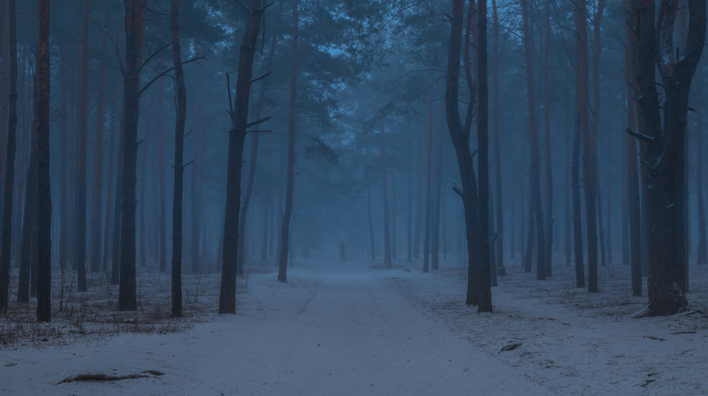 Фотографія Синий лес, холодный лес / Галанзовская Оксана / photographers.ua