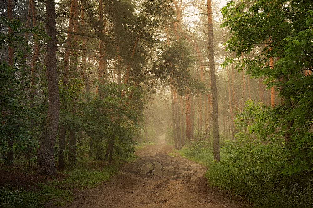 Фотографія Туманные чертоги леса / Галанзовская Оксана / photographers.ua
