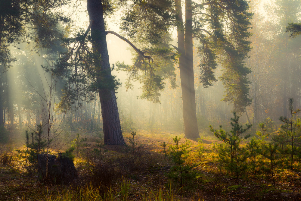 Фотографія И светом лес наполнился в тот миг... / Галанзовская Оксана / photographers.ua