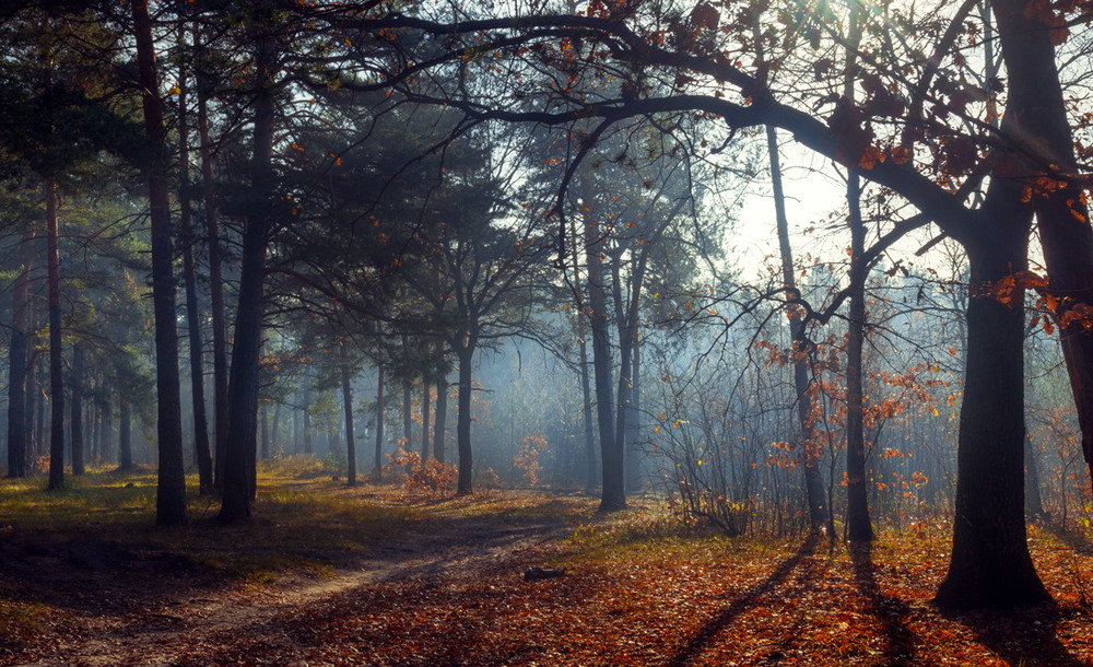 Фотографія Последние листья роняют дубы в ноябре / Галанзовская Оксана / photographers.ua