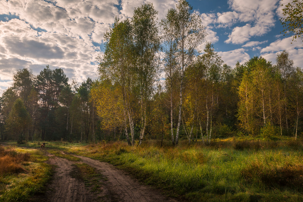 Фотографія Тихо осень ступает по лугу / Галанзовская Оксана / photographers.ua