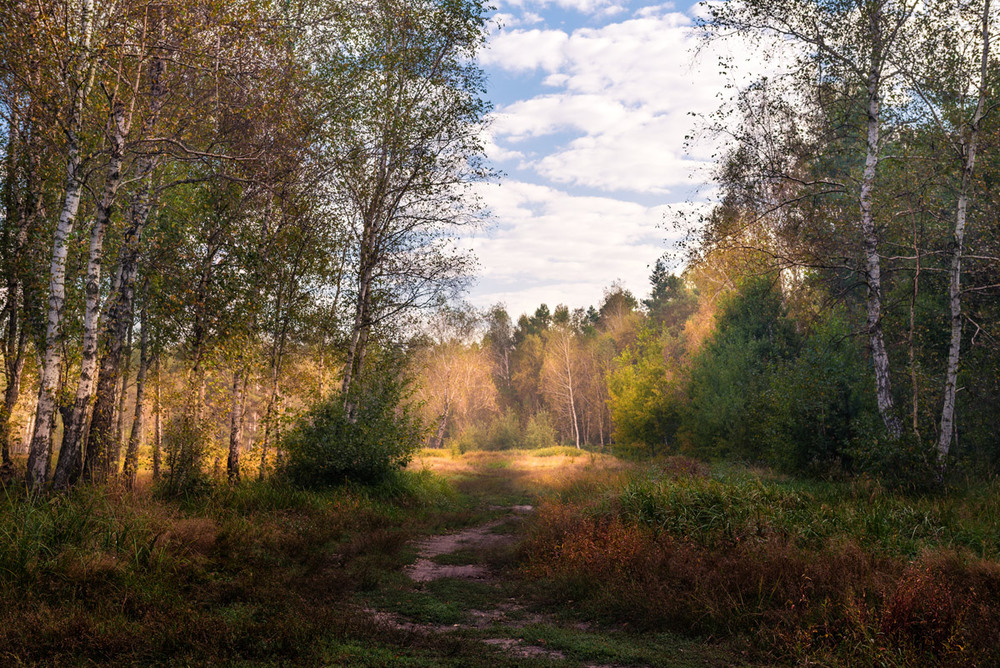 Фотографія Меж золотыми листьями берез синеет наше ласковое небо! (Иван Бунин) / Галанзовская Оксана / photographers.ua