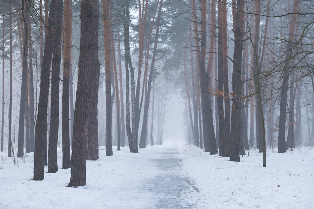 Фотографія Туманный зимний лес / Галанзовская Оксана / photographers.ua