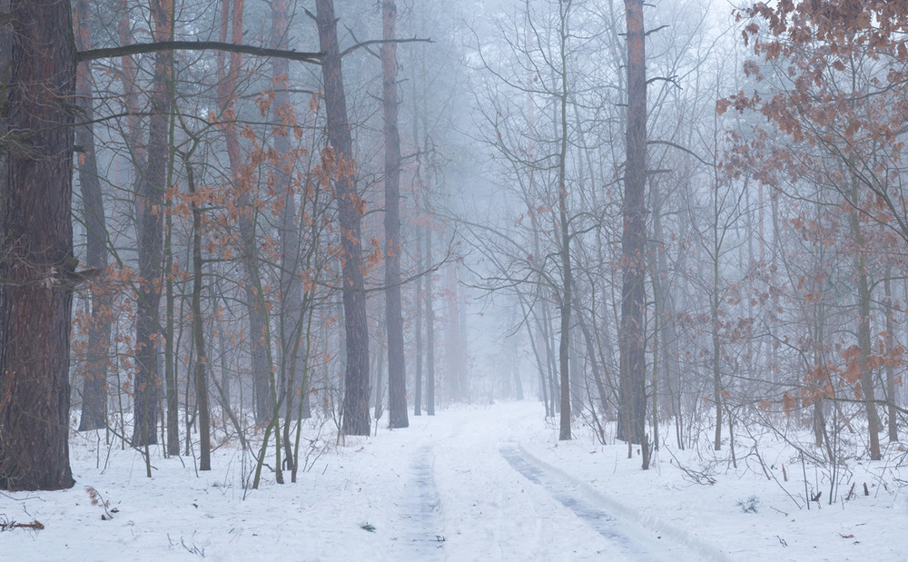Фотографія Белёсые туманы января / Галанзовская Оксана / photographers.ua
