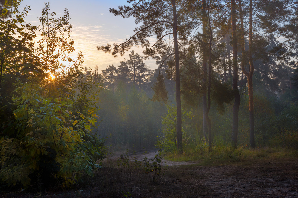 Фотографія Проглянет солнце, ярко озаряя лес / Галанзовская Оксана / photographers.ua