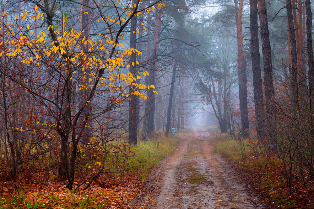 Фотографія Туманом кроет лес ноябрьский / Галанзовская Оксана / photographers.ua