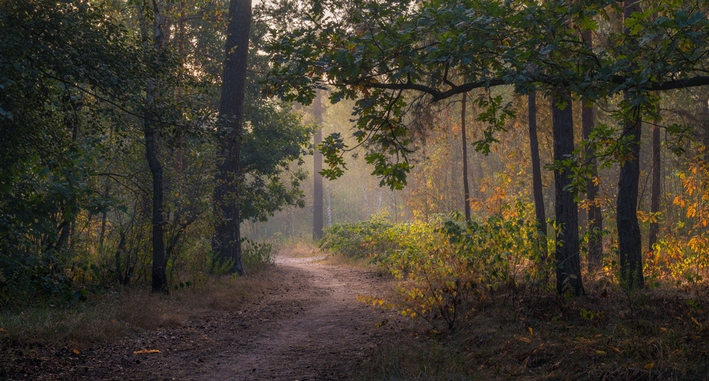 Фотографія Свет раздвигает оковы спящего леса / Галанзовская Оксана / photographers.ua