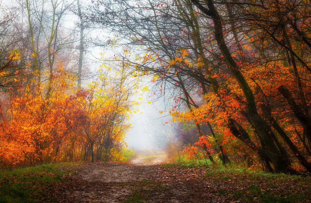 Фотографія Осенний пожар полыхает в лесу / Галанзовская Оксана / photographers.ua