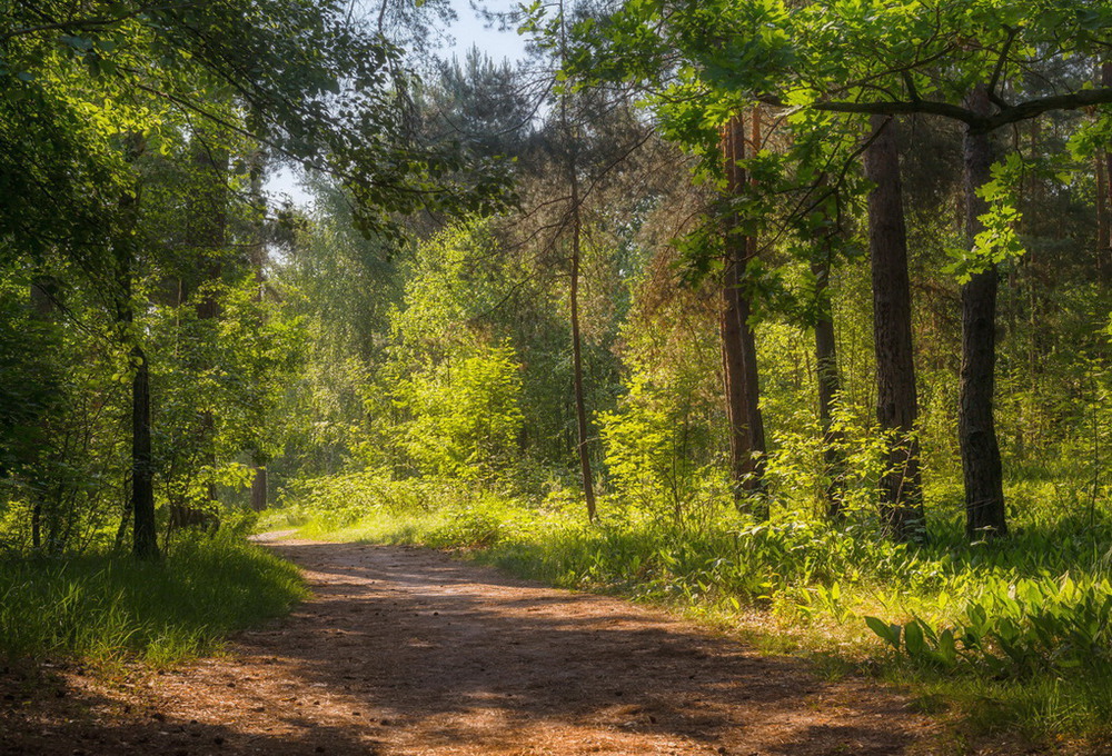 Фотографія Утро в майском лесу / Галанзовская Оксана / photographers.ua