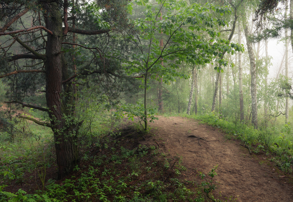 Фотографія Грибной туман окутал старый лес / Галанзовская Оксана / photographers.ua