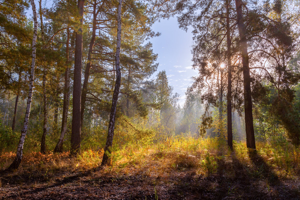 Фотографія Трава кудрявится и солнце веселится... Сентябрь в лесу / Галанзовская Оксана / photographers.ua