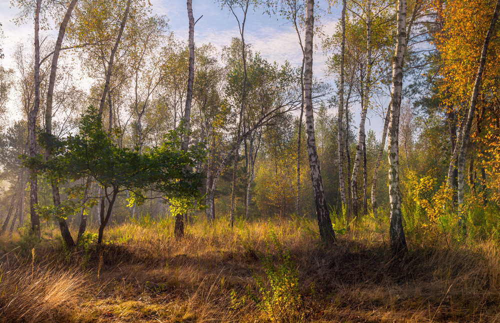 Фотографія Сумрак рассеялся, лес превратился в дивную сказку / Галанзовская Оксана / photographers.ua