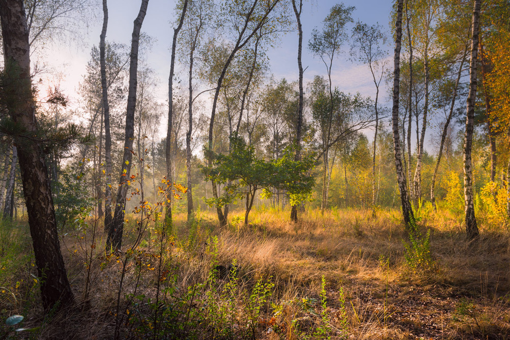 Фотографія Ясна заря, безмолвен лес / Галанзовская Оксана / photographers.ua