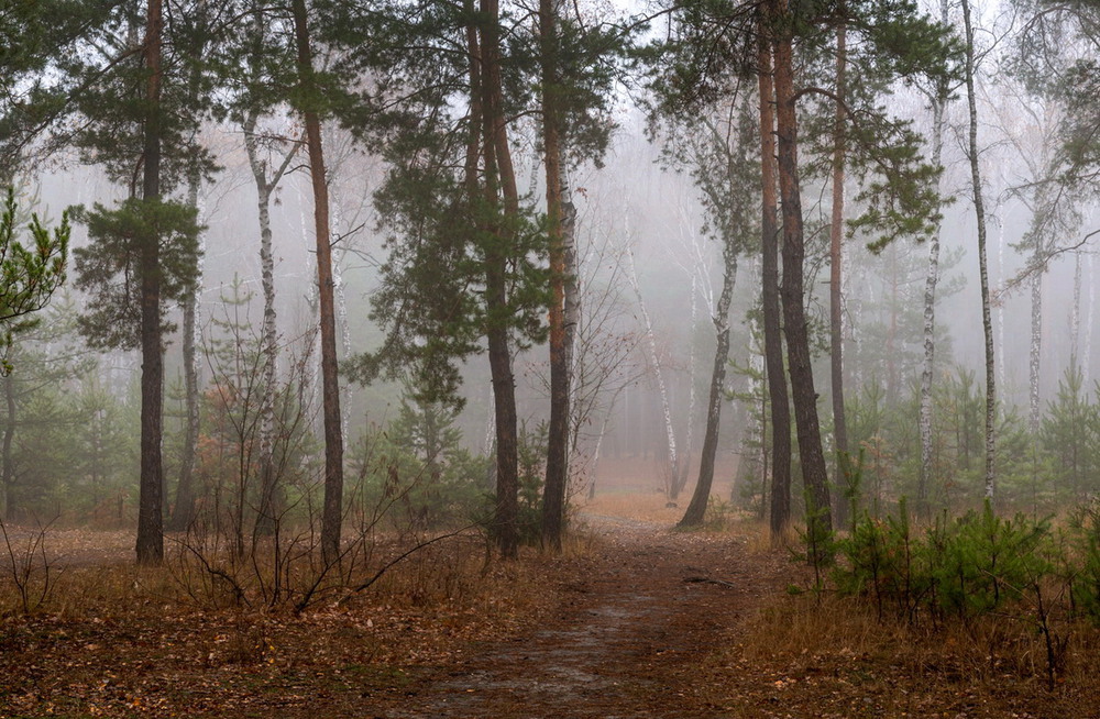 Фотографія И лес околдован молочным туманом / Галанзовская Оксана / photographers.ua