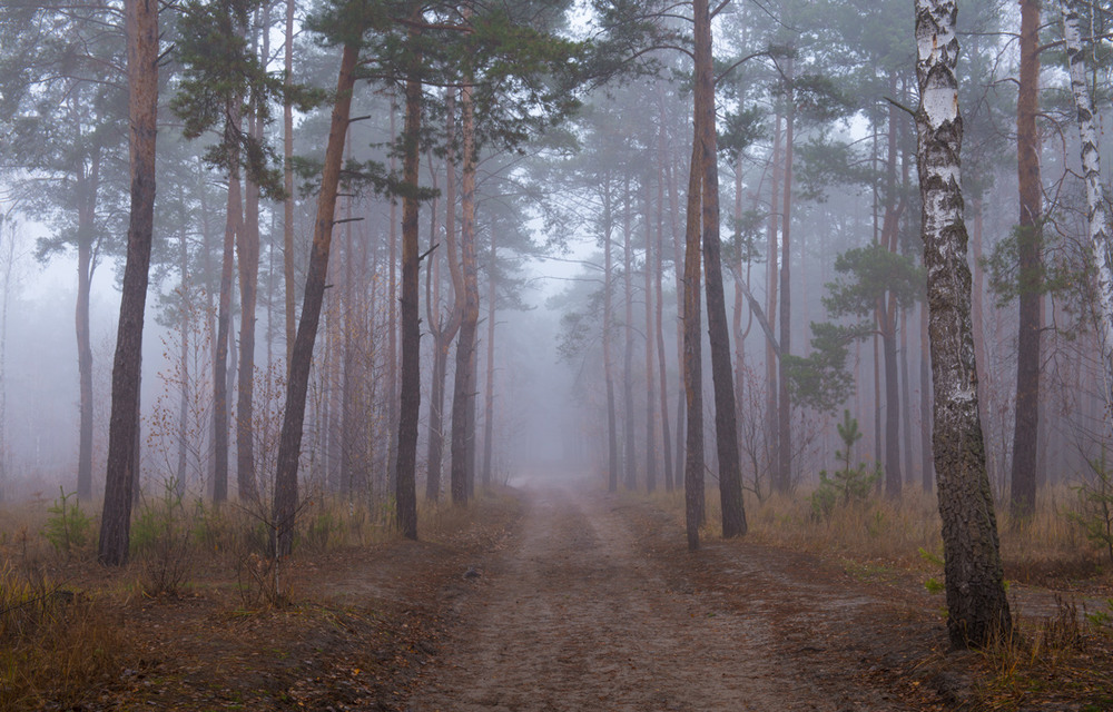 Фотографія Проснулся лес, укрытый белой шалью / Галанзовская Оксана / photographers.ua