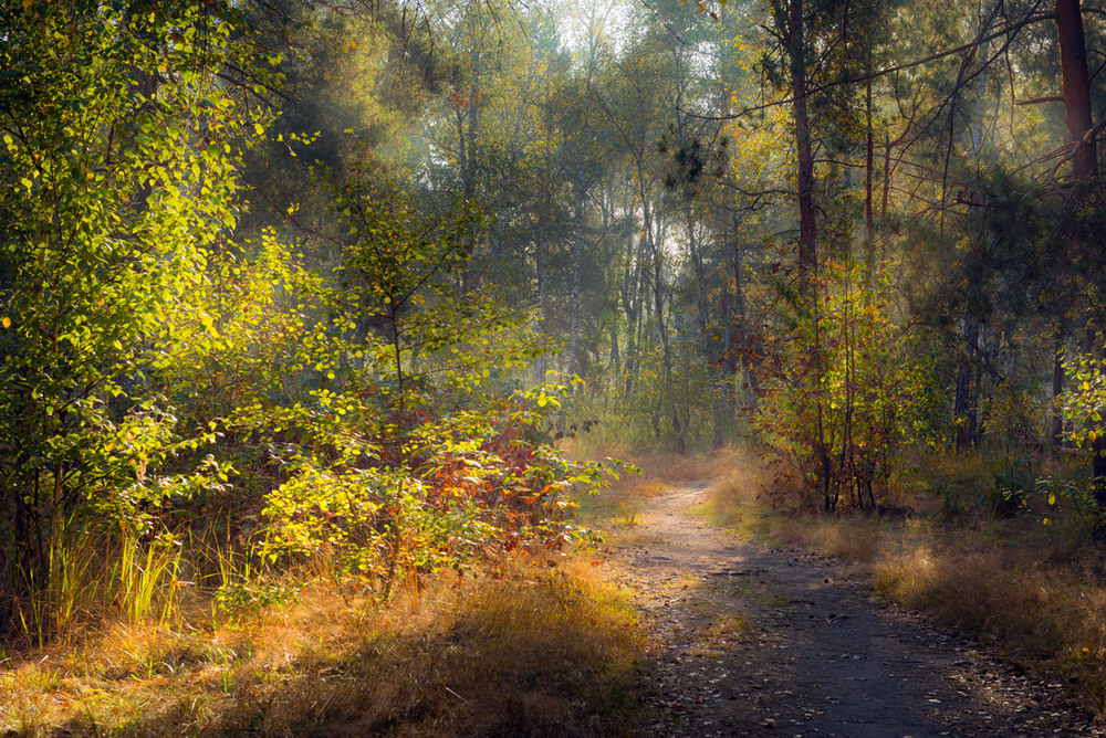 Фотографія А лес дышал осенней красотой / Галанзовская Оксана / photographers.ua