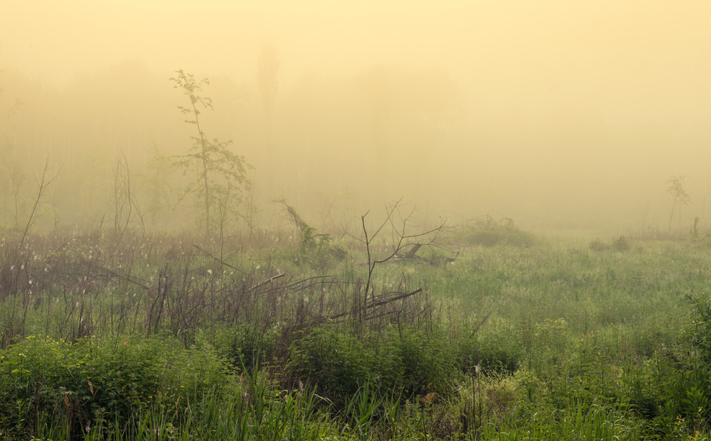 Фотографія Ой на лузі, за туманом, сонечко вставало / Галанзовская Оксана / photographers.ua